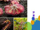 第2課　吃蟲(chóng)草 課件 教案