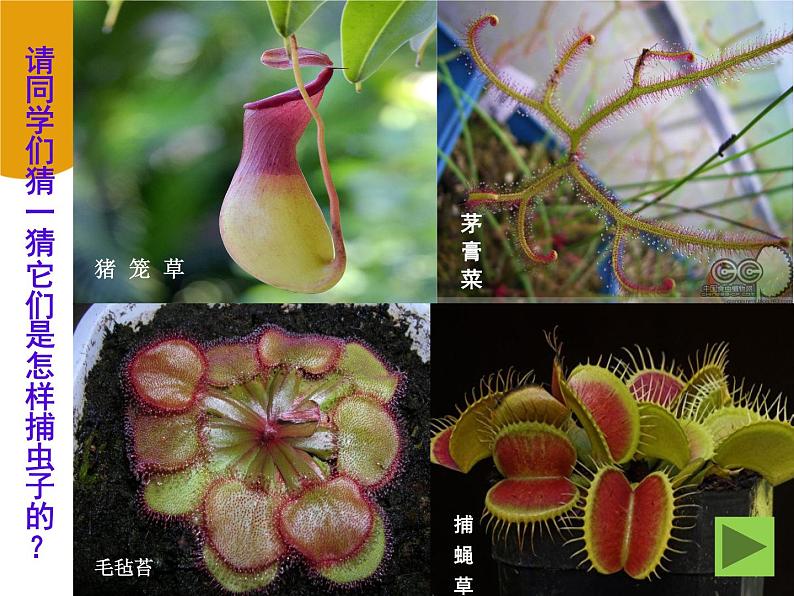 第2课　吃虫草 课件 教案06