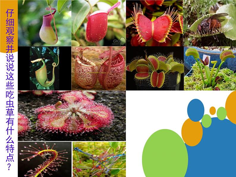 第2课　吃虫草 课件 教案07