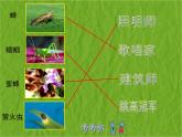 二年級下冊美術(shù)課件－14.蟲蟲蟲（一）｜蘇少版