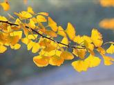二年級(jí)下冊美術(shù)課件－13.會(huì)變的花、樹、葉｜蘇少版