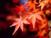 二年級(jí)下冊美術(shù)課件－13.會(huì)變的花、樹、葉｜蘇少版