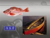 六年級下冊美術(shù)課件－6.向動物朋友學(xué)習(xí)｜蘇少版