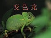 湘美版小学美术一下 16.变色龙 课件