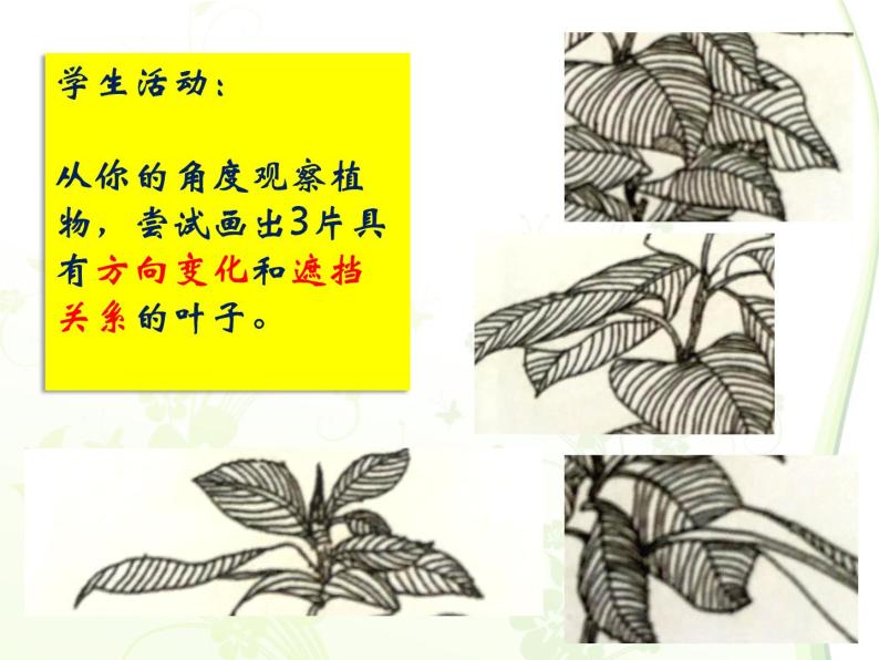 四年级下册美术课件-第12课 我们身边的植物 ▏人美版（北京） （17张PPT）06
