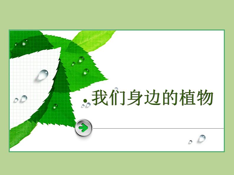 四年级下册美术课件-第12课 我们身边的植物 ▏人美版（北京）02