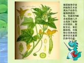 四年级下册美术课件-第12课 我们身边的植物 ▏人美版（北京） （11张PPT）