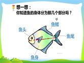 14. 剪對(duì)稱魚(yú)形課件PPT
