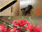 赣美版二下5.虫虫世界 课件