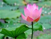 赣美版小学美术三下 5.荷花美 课件