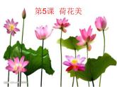 赣美版小学美术三下 5.荷花美 课件