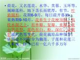 赣美版小学美术三下 5.荷花美 课件