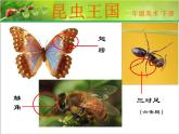 一年級(jí)下冊(cè)美術(shù)課件－6.昆蟲(chóng)王國(guó)｜嶺南版