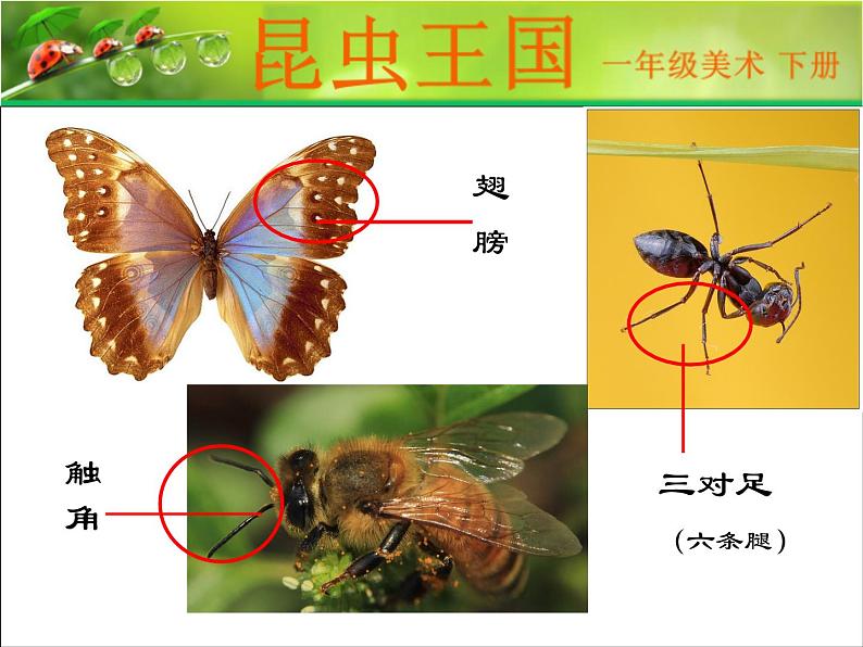 一年级下册美术课件－6.昆虫王国｜岭南版第4页