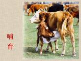 一年級下冊美術課件－8.小動物和媽媽｜嶺南版