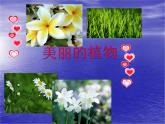 美麗的植物和動物1課件PPT