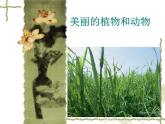 美麗的植物和動物3課件PPT