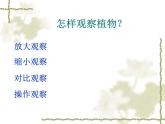 美麗的植物和動物3課件PPT
