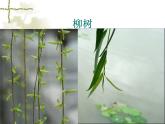 美麗的植物和動物3課件PPT
