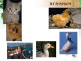 美麗的植物和動物4課件PPT