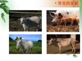 美麗的植物和動物4課件PPT