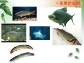美麗的植物和動物4課件PPT