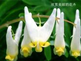 美麗的植物和動物2課件PPT
