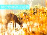 2022人教版三年級(jí)下冊(cè)美術(shù)19.保護(hù)珍稀野生動(dòng)物課件18頁(yè)