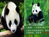 2022人教版三年級(jí)下冊(cè)美術(shù)19.保護(hù)珍稀野生動(dòng)物課件18頁(yè)