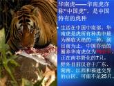 2022人教版三年級(jí)下冊(cè)美術(shù)19.保護(hù)珍稀野生動(dòng)物課件18頁(yè)