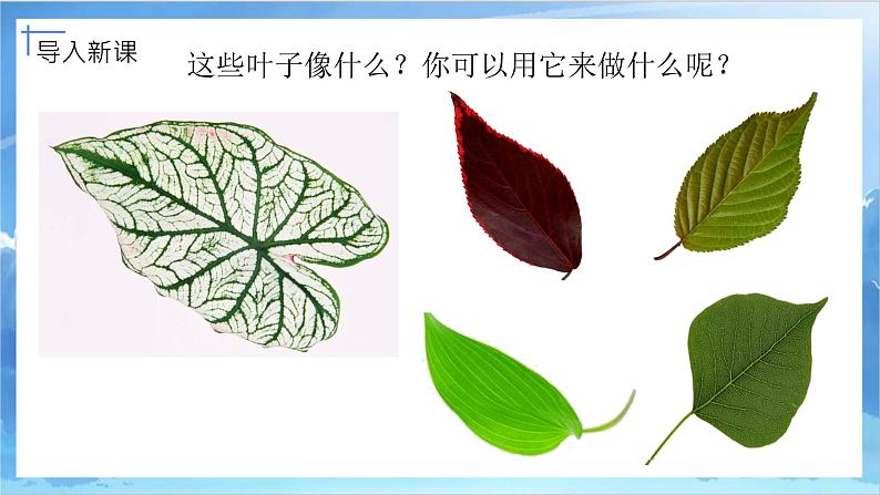 第十一课《拓印树叶真有趣》课件+教案06