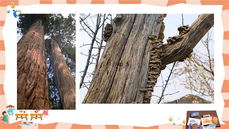 岭南版2上美术第8课《给树爷爷画像》课件+教案06