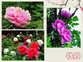 《美麗的花》課件1