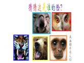 人美版四年級美術(shù)下冊 10.動物的臉  課件
