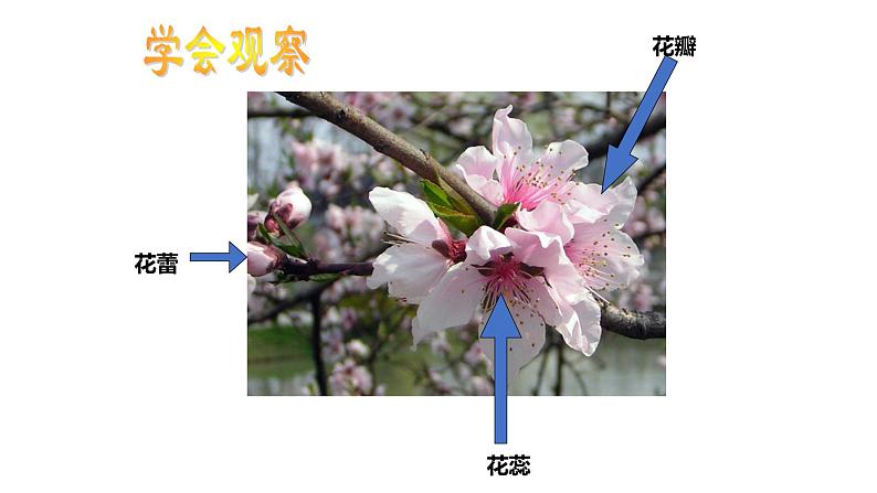 人美版一年级美术下册 19.花的世界  课件第8页