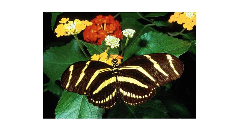 人美版一年级美术下册 2.长呀长  课件08