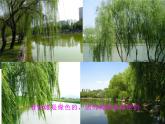 一年級(jí)美術(shù)下冊(cè)課件-第6課 春天的色彩8-蘇少版