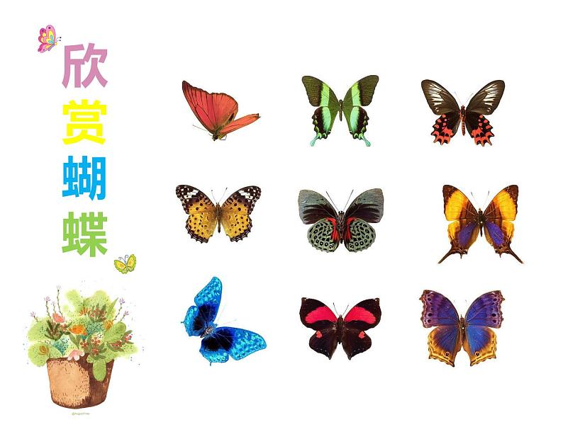 一年级下册美术课件-第3课  漂亮的蝴蝶丨赣美版第5页