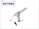 一年级下册美术课件-第7课 美丽的鸟｜冀美版
