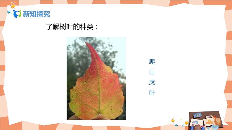 人美版美术三上第11课《拓印树叶真有趣》课件+教学设计07