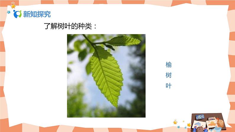 人美版美术三上第11课《拓印树叶真有趣》课件+教学设计08