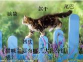 浙美版小学美术二年级下册17-可爱的猫咪-课件-(3)