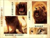 浙美版小学美术三年级上册11大狮子-课件-