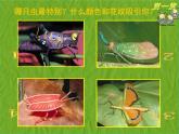 赣美版二年级美术下册5、虫虫世界课件