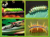 赣美版二年级美术下册5、虫虫世界课件