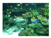 赣美版二年级美术下册7、水族馆课件