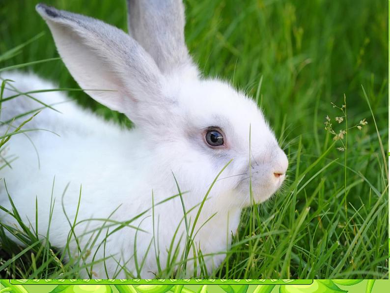 四年级上册美术课件-第五课-草丛中湘美版-(共44张ppt)第2页