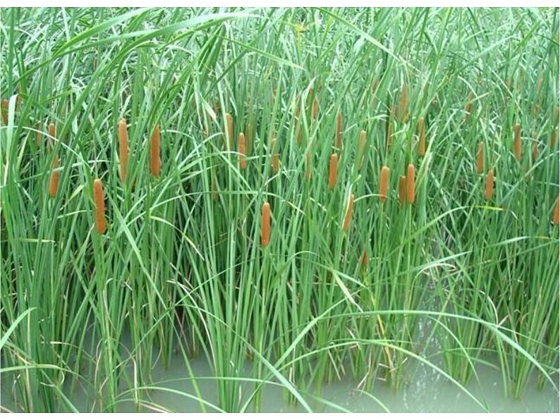 四年级上册美术课件-第五课-草丛中湘美版-(共44张ppt)第4页