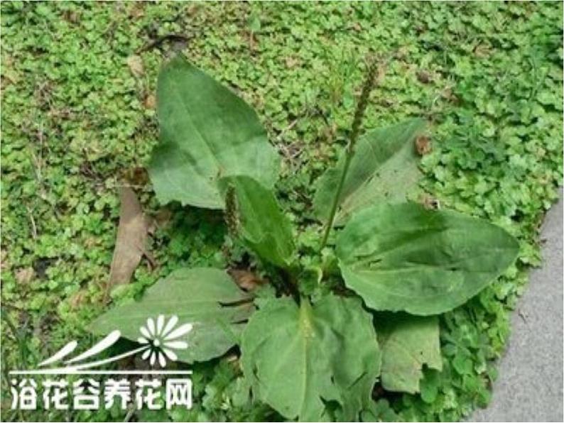 四年级上册美术课件-第五课-草丛中湘美版-(共44张ppt)第5页