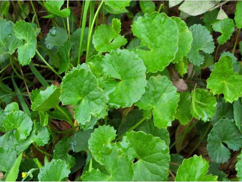 四年级上册美术课件-第五课-草丛中湘美版-(共44张ppt)第6页